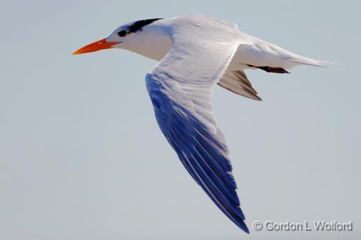 Royal Tern In Flight_89420.jpg - Royal Tern (Thalasseus maximus, syn. Sterna maxima)Photographed along the Gulf coast on Mustang Island near Corpus Christi, Texas, USA.